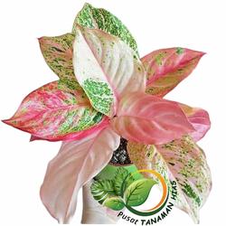 Jual Aglonema Bidadari Terbaik - Harga Murah Juni 2026 & Cicil 0% |  Tokopedia