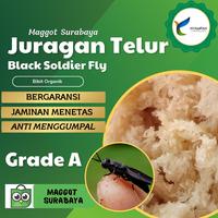 Gambar telur maggot bsf dari Sandal Hotel Malisha Kab. Lamongan 1 Tokopedia