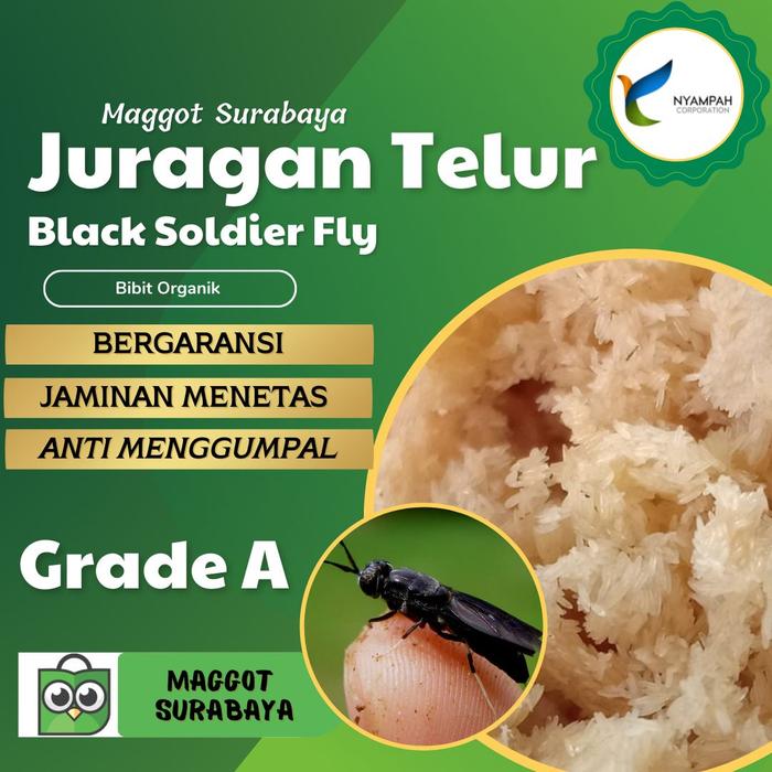 Gambar telur maggot bsf dari Sandal Hotel Malisha Kab. Lamongan Tokopedia