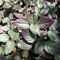 Gambar tanaman hias daun syaraf - remuk daging - herbal dari sopian alamflowra Kab. Bogor 1 Tokopedia