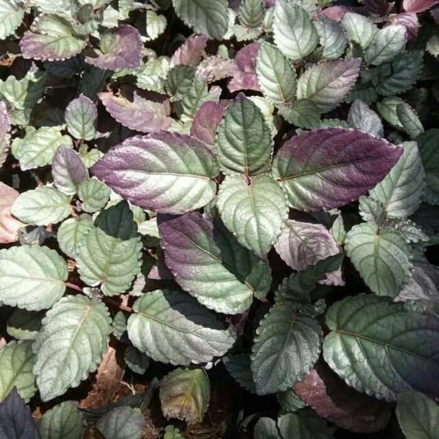 Gambar tanaman hias daun syaraf - remuk daging - herbal dari sopian alamflowra Kab. Bogor Tokopedia