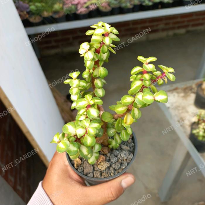 Gambar Tanaman Hias Sukulen // Portulaca Afra Mediopicta dari Nrt Garden Kab. Bandung Barat Tokopedia