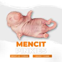 Gambar Mencit Hidup Pinkies / Tikus Putih Pinkies dari Cupang Guppy Kingdom Kota Tangerang 1 Tokopedia