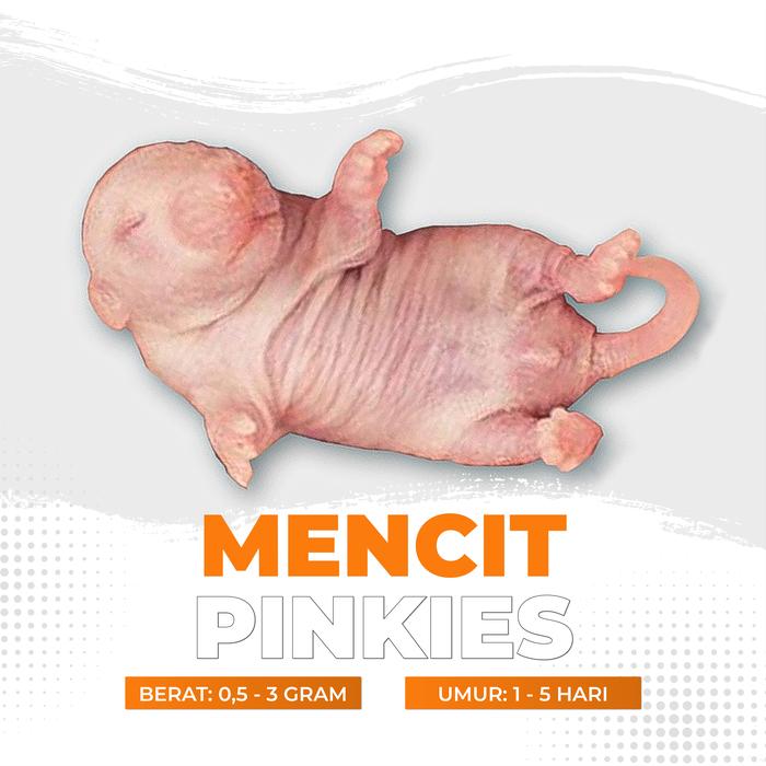 Gambar Mencit Hidup Pinkies / Tikus Putih Pinkies dari Cupang Guppy Kingdom Kota Tangerang Tokopedia