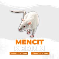 Gambar Mencit Hidup Medium / Tikus Putih Medium dari Cupang Guppy Kingdom Kota Tangerang 1 Tokopedia