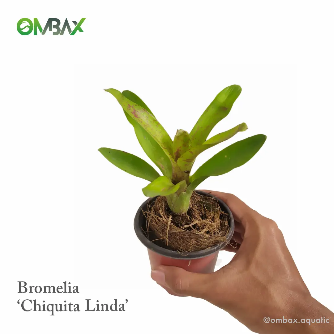 Bromelia 'Chiquita Linda'