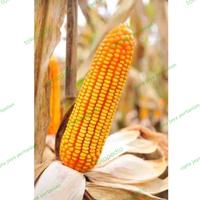 Gambar Bibit BISI 18 BENIH JAGUNG SUPER HIBRIDA SUPER HASILNYA - 1 kg (ok) dari cipta jaya pertanian Kab. Ngawi 2 Tokopedia