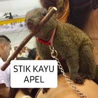 Gambar Natural Apple Chew Stick Kayu Apel Perawatan Gigi Sugar Glider hamster dari charlotte bowtique Kota Administrasi Jakarta Barat 3 Tokopedia