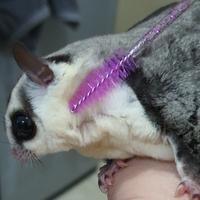 Gambar SISIR HEWAN KECIL sisir sugar glider hamster tupai tikus mini brush dari charlotte bowtique Kota Administrasi Jakarta Barat 2 Tokopedia