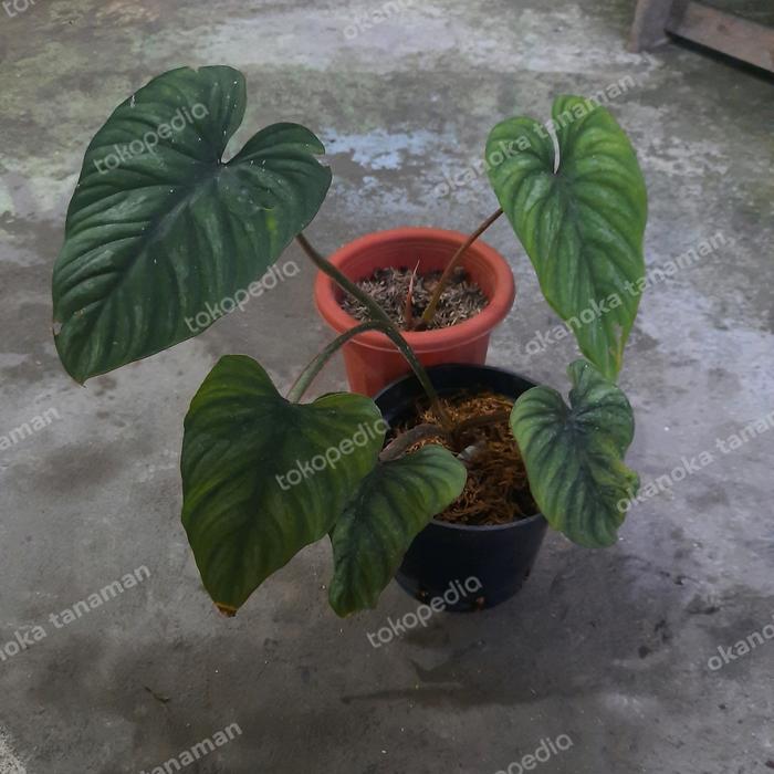 Jual Philodendron Plowmanii Black Face Narrow Form - Kota Blitar -  Okanoka.indonesia | Tokopedia