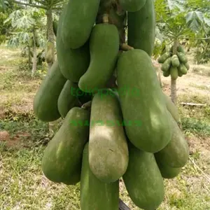 50 pcs bibit pepaya california seeds buah benih merah delima x calina