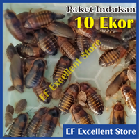 Gambar Paket Ternak Kecoa Dubia Indukan 10 ekor untuk pakan hewan reptil ikan predator dari EF Excellent Store Kab. Sidoarjo 1 Tokopedia