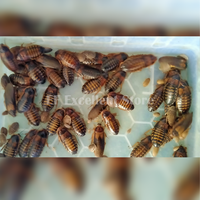 Gambar Paket Ternak Kecoa Dubia Indukan 10 ekor untuk pakan hewan reptil ikan predator dari EF Excellent Store Kab. Sidoarjo 2 Tokopedia