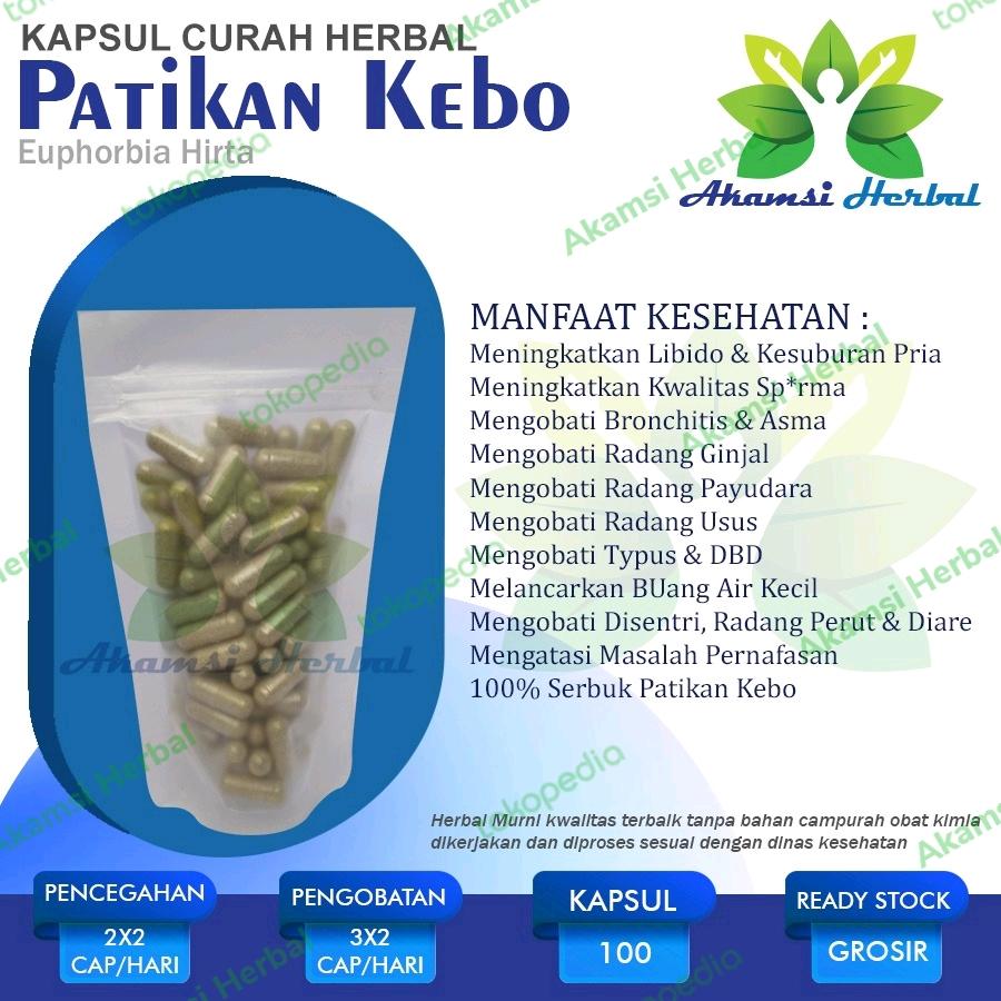 PATIKAN KEBO 100 Kapsul Herbal Libido Thypus DBD Kesuburan Pria Bisul