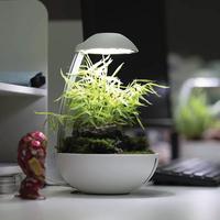 Gambar Terarium Chihiros Tiny Terrarium Egg Table Top Vivarium Hiasan Meja dari ZooMart Indonesia Kota Administrasi Jakarta Utara 2 Tokopedia
