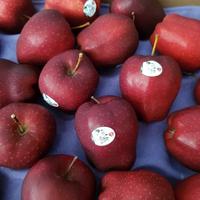 Gambar Apel Red Delicious Washington Manis Fresh Premium dari RAJA ALPUKAT Kota Administrasi Jakarta Timur 2 Tokopedia