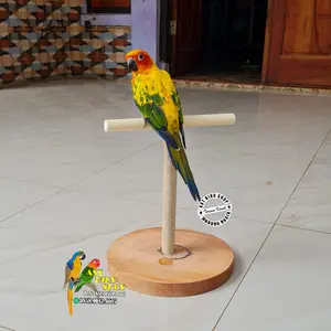 Stand tangkringan untuk burung small
