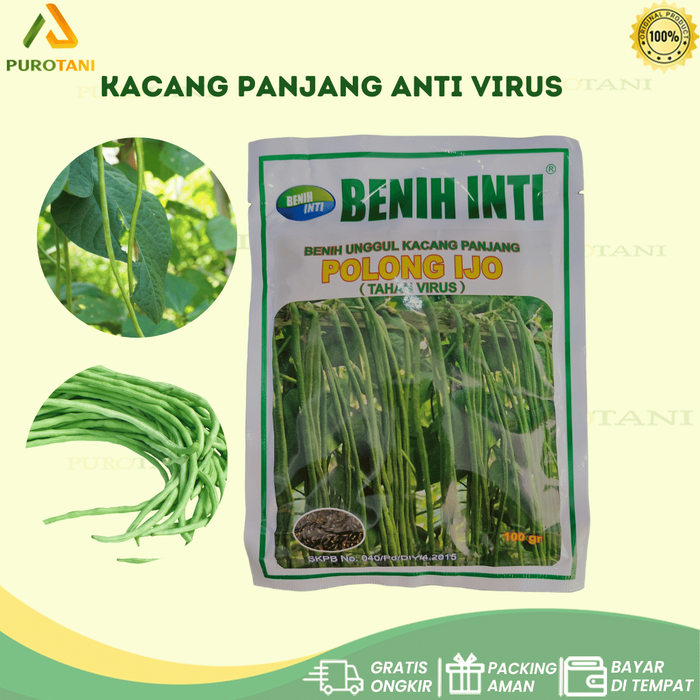 Gambar Benih Unggul Kacang Panjang POLONG IJO Tahan Virus 100 gr Benih Inti dari PUROTANI.ID Kab. Purworejo Tokopedia