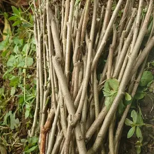 Bibit Stek Pohon Katuk Panjang 20 Cm  Bibit Tanaman Katuk Tumbuh Jaminan Stok Ready