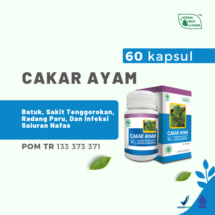 Gambar Herba Cakar Ayam Untuk Radang Tenggorokan Herbal Indo Utama isi 60 Kap dari Herbal Indo Utama Store Kab. Magelang Tokopedia