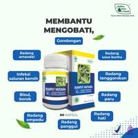 Gambar Rumput Mutiara Obat Amandel Radang Tenggorokan Herbal Indo Utama 60 Kp dari Herbal Indo Utama Store Kab. Magelang 2 Tokopedia