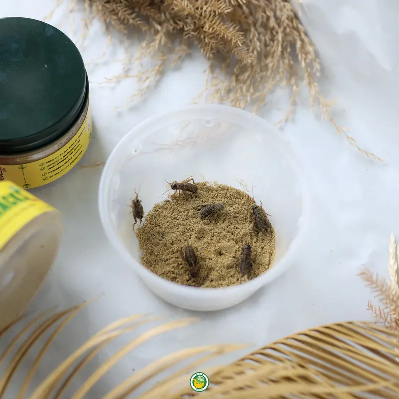 Feeder HACKS Gutload Serangga Jangkrik | Leopard Gecko Reptil RepJak 2