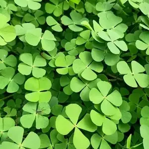 tanamaan semanggi berdaun 4 tanaman  pembawa hoki isi 15 pohon semanggi