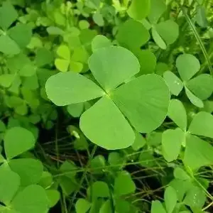 Bibit Tanaman Semanggi Isi 15 Pohon Berakar Pembawa Keberuntungan untuk Taman Anda