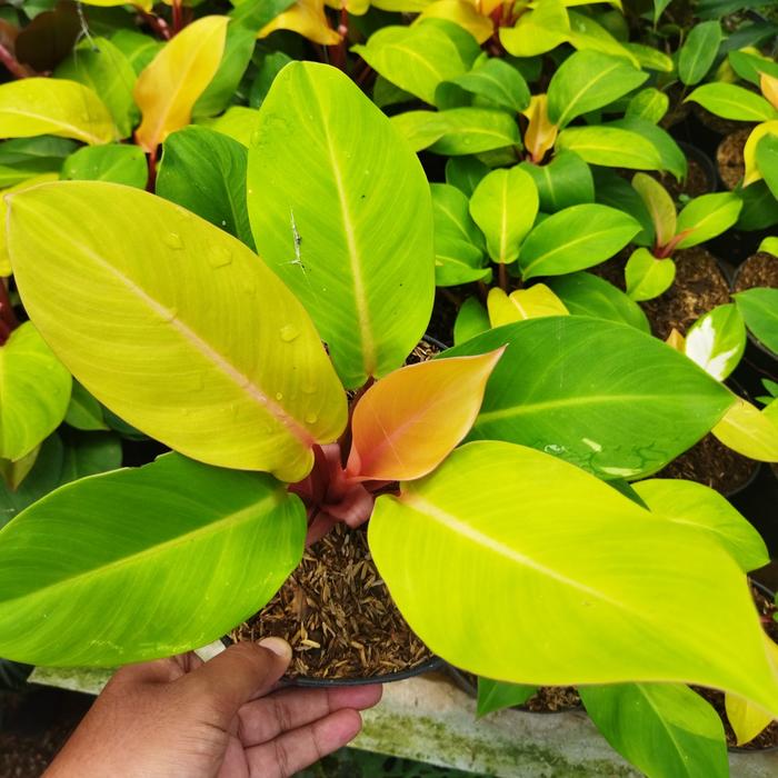 Jual tanaman hias philodendron orange juice philo - Kota Tangerang Selatan  - Sumber Berkah Pot | Tokopedia