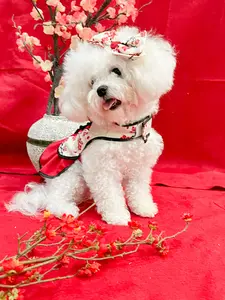 Baju anjing imlek dress red sakura ( set free hair clip )