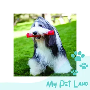 KONG SQUEEZZ dog toy - mainan anjing bola stick ring donut bunyi fetch & retrieve lempar tangkap durable termurah
