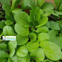 Gambar Benih Sawi Caisim TOSAKAN Cap Panah Merah Isi 1000 Butir dari Hidroponik Purwakarta Kab. Purwakarta 2 Tokopedia