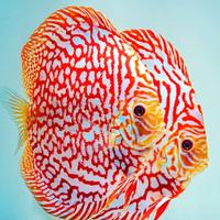 Gambar discus pigeon checkerboard / discus pigeon / pigeon blood / ikan hias dari Aquatic Jakarta Kota Administrasi Jakarta Timur 3 Tokopedia