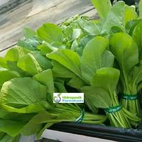 Gambar Benih Sawi Caisim TOSAKAN Cap Panah Merah Isi 1000 Butir dari Hidroponik Purwakarta Kab. Purwakarta 3 Tokopedia