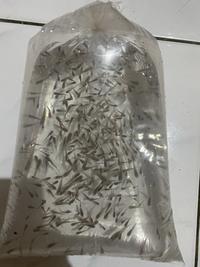 Gambar Ikan cere kali pakan ikan predator dari Aquacare Kota Tangerang 2 Tokopedia