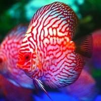 Gambar discus pigeon checkerboard / discus pigeon / pigeon blood / ikan hias dari Aquatic Jakarta Kota Administrasi Jakarta Timur 5 Tokopedia