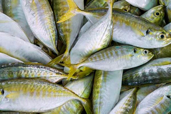 Gambar Ikan Selar Fresh Papapangan - 250 gram dari PAPA PANGAN OFFICIAL Kota Bogor Tokopedia