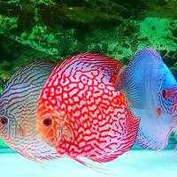 Gambar discus pigeon checkerboard / discus pigeon / pigeon blood / ikan hias dari Aquatic Jakarta Kota Administrasi Jakarta Timur 4 Tokopedia