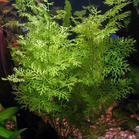 Gambar tanaman aquascape water spritee dari ShrimpCenter Kab. Bogor 2 Tokopedia