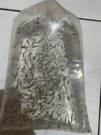 Gambar Ikan cere kali pakan ikan predator dari Aquacare Kota Tangerang 1 Tokopedia