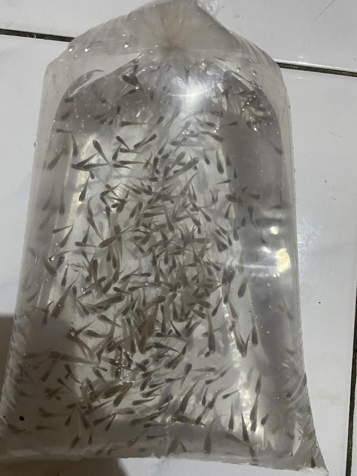 Gambar Ikan cere kali pakan ikan predator dari Aquacare Kota Tangerang Tokopedia