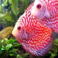 Gambar discus pigeon checkerboard / discus pigeon / pigeon blood / ikan hias dari Aquatic Jakarta Kota Administrasi Jakarta Timur 2 Tokopedia