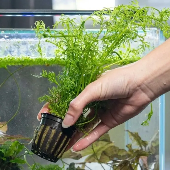 Gambar tanaman aquascape water spritee dari ShrimpCenter Kab. Bogor 3 Tokopedia