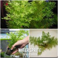 Gambar tanaman aquascape water spritee dari ShrimpCenter Kab. Bogor 1 Tokopedia