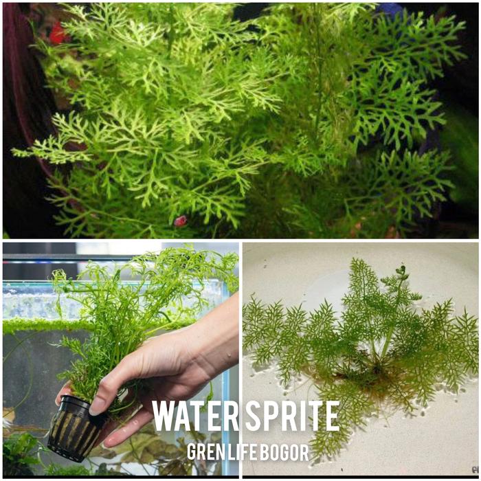 Gambar tanaman aquascape water spritee dari ShrimpCenter Kab. Bogor Tokopedia