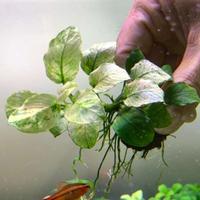 Gambar anubias Pinto giant full daun air tanaman aquascape dari media air Kota Administrasi Jakarta Barat 1 Tokopedia