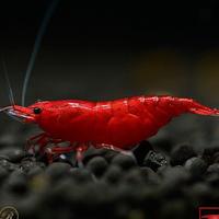 Gambar udang hias blody marry 100ekor/hiasan aquarium dari ShrimpCenter Kab. Bogor 1 Tokopedia
