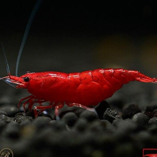 Gambar udang hias blody marry 100ekor/hiasan aquarium dari ShrimpCenter Kab. Bogor Tokopedia