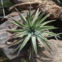 Gambar Tillandsia Ionantha "Vanhyningii / Air plants / Epifit dari Terassemai Kab. Purbalingga 3 Tokopedia