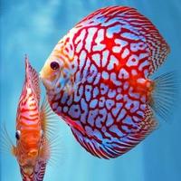 Gambar discus pigeon checkerboard / discus pigeon / pigeon blood / ikan hias dari Aquatic Jakarta Kota Administrasi Jakarta Timur 1 Tokopedia